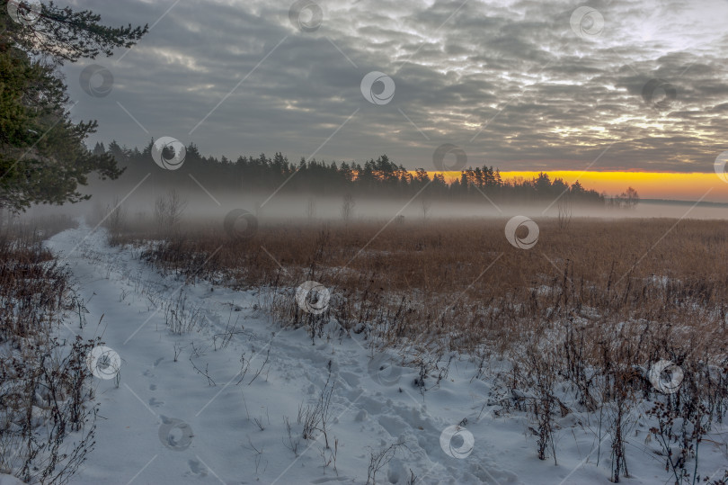 Скачать На опушке леса фотосток Ozero