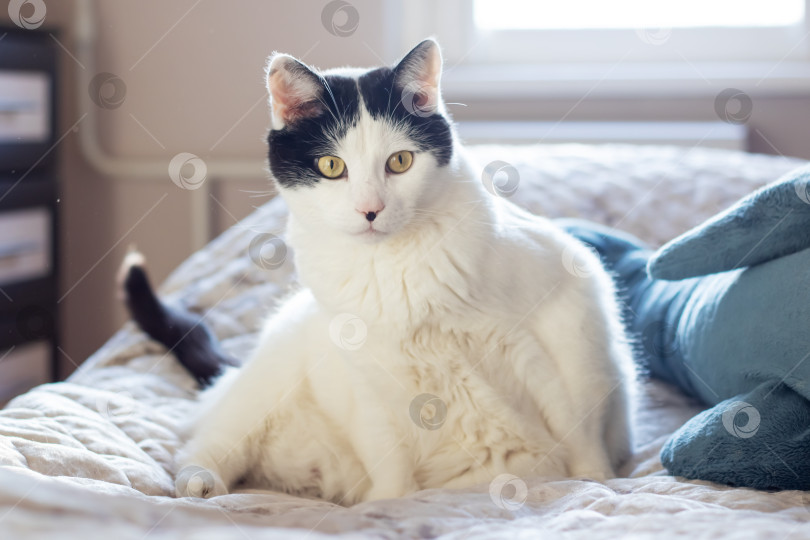 Скачать Белая кошка лежит в постели фотосток Ozero