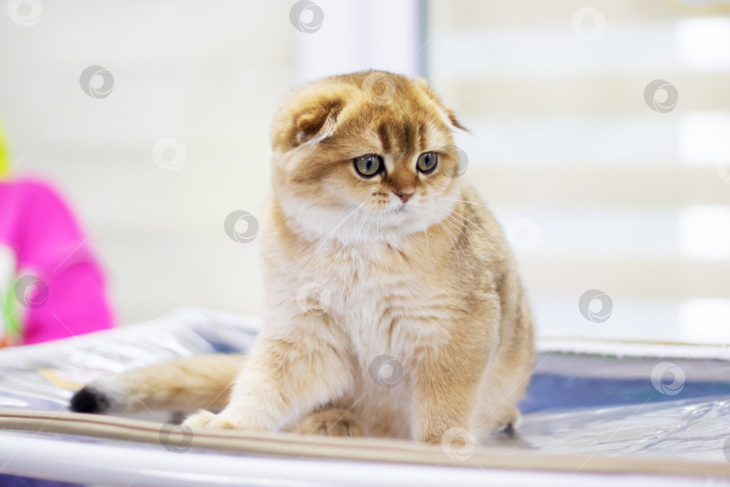 Скачать Портрет шотландского вислоухого котенка крупным планом в домашних условиях фотосток Ozero