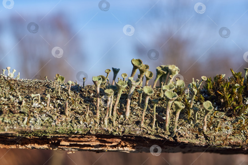 Скачать Кладониевый лишайник (лат. Кладония) на гниющей древесине. фотосток Ozero