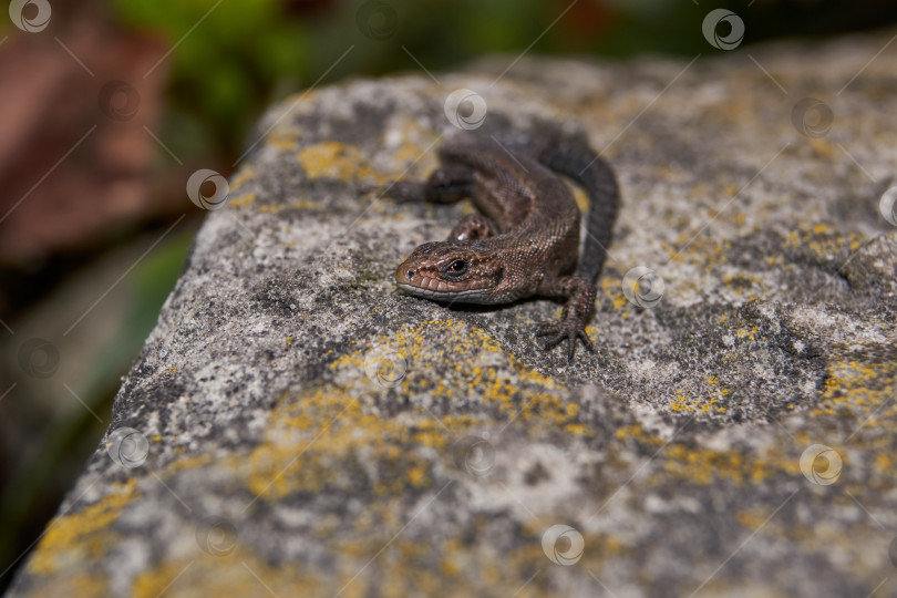 Скачать Быстрая, или обыкновенная ящерица (лат. Lacerta agilis) греется на теплом камне. фотосток Ozero