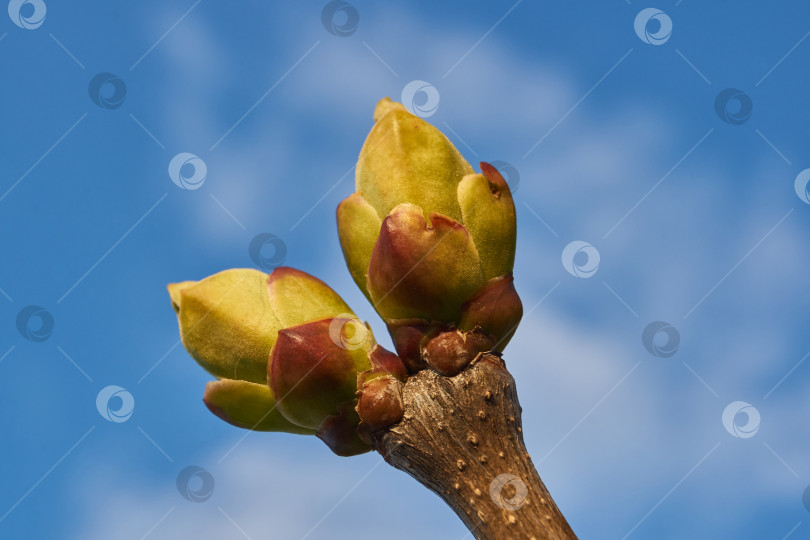 Скачать Распускаются листовые почки сирени (лат. Syringa vulgaris) и появляются молодые листочки. фотосток Ozero