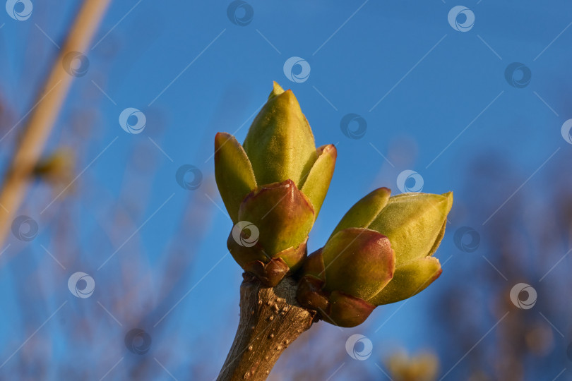 Скачать Распускаются листовые почки сирени (лат. Syringa vulgaris) и появляются молодые листочки. фотосток Ozero