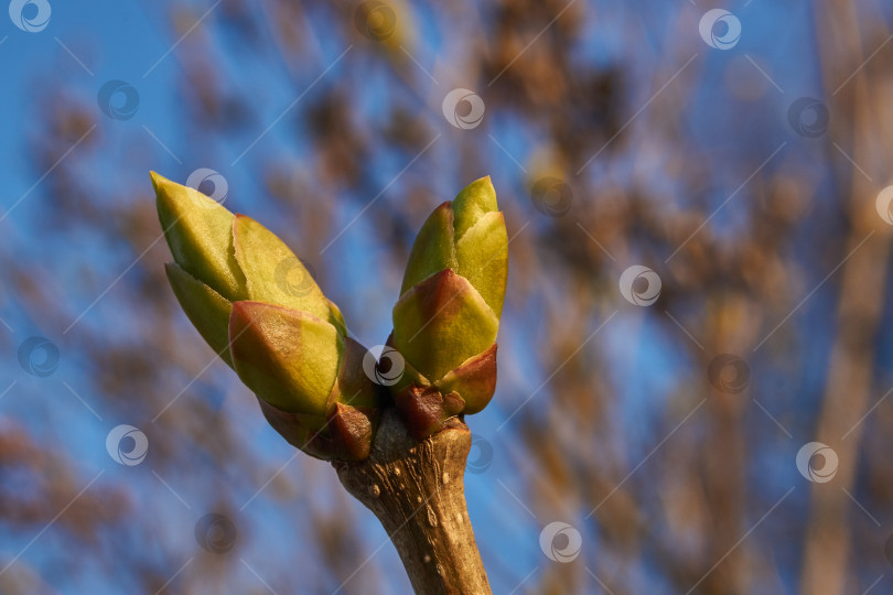 Скачать Распускаются листовые почки сирени (лат. Syringa vulgaris) и появляются молодые листочки. фотосток Ozero