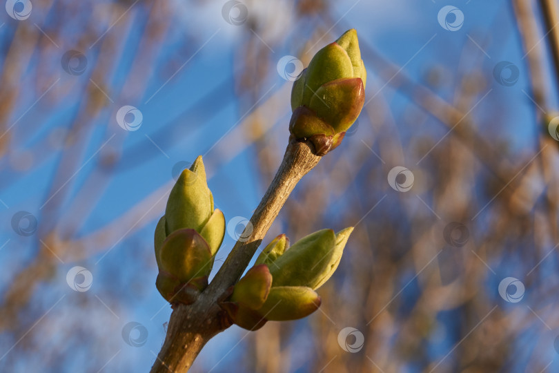 Скачать Распускаются листовые почки сирени (лат. Syringa vulgaris) и появляются молодые листочки. фотосток Ozero