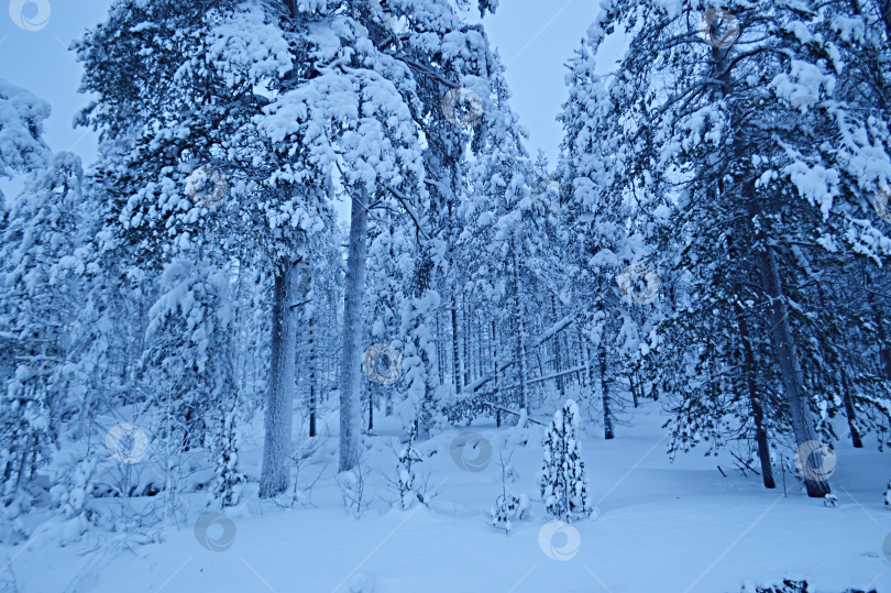 Скачать Зимний лес. фотосток Ozero