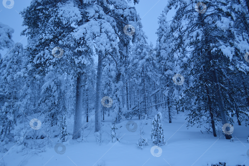 Скачать Зимний лес. фотосток Ozero