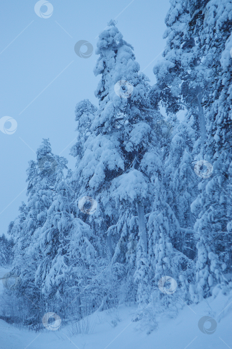 Скачать Снежная сказка в лесу. фотосток Ozero