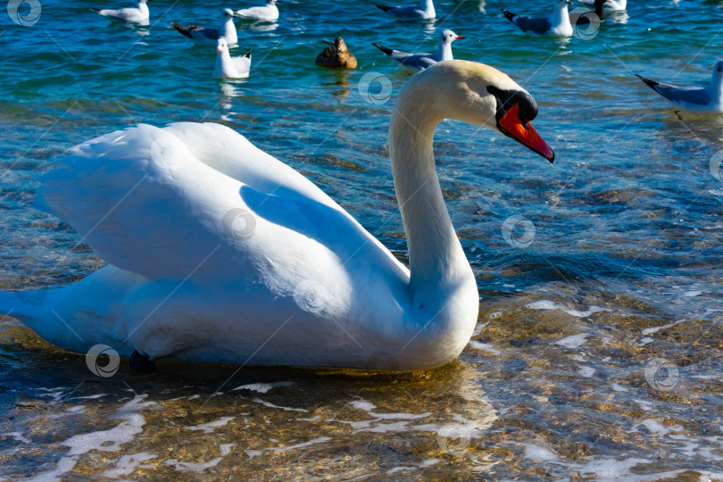 Скачать Лебедь на воде. фотосток Ozero