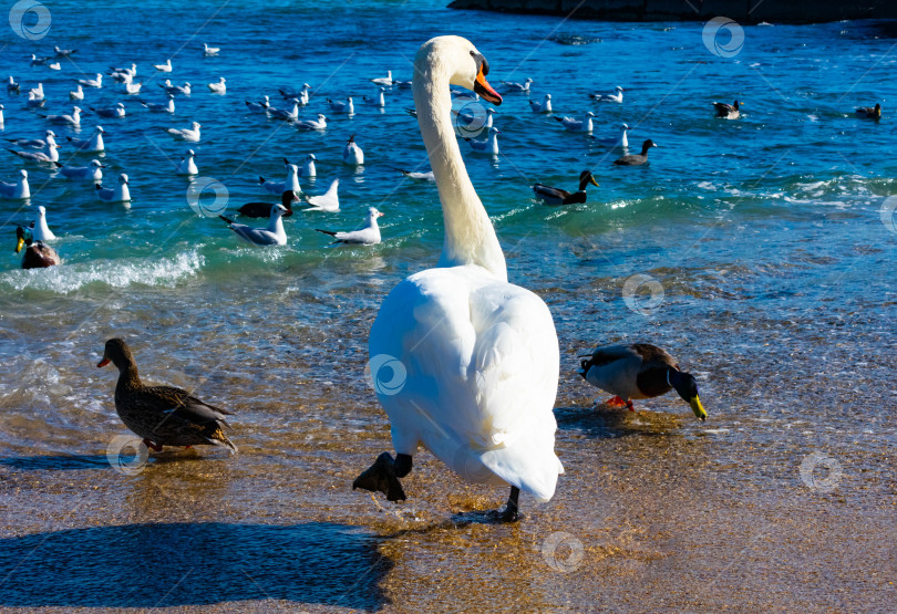 Скачать Лебедь вышагивает к морю. фотосток Ozero