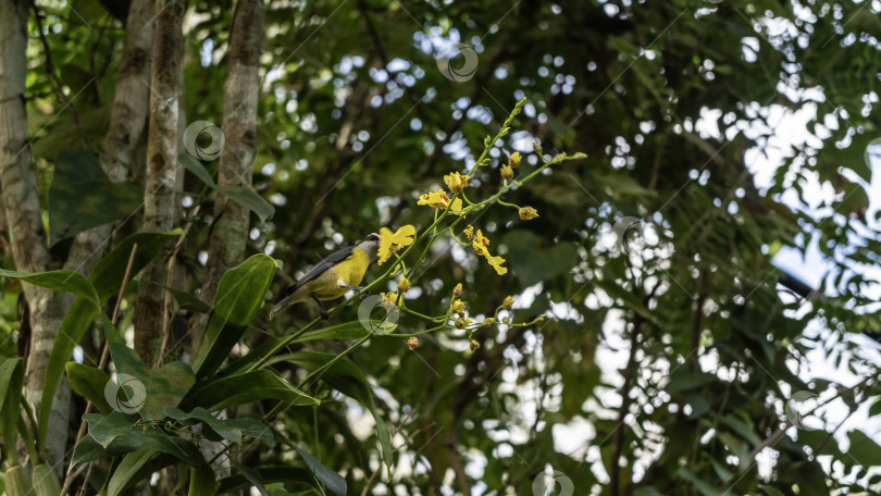 Скачать Милая маленькая птичка coereba flaveola bananaquit сидит на стебле растения фотосток Ozero