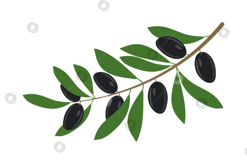 Скачать Оливковая ветвь с листьями и маслинами. Этикетка, логотип оливкового масла. фотосток Ozero