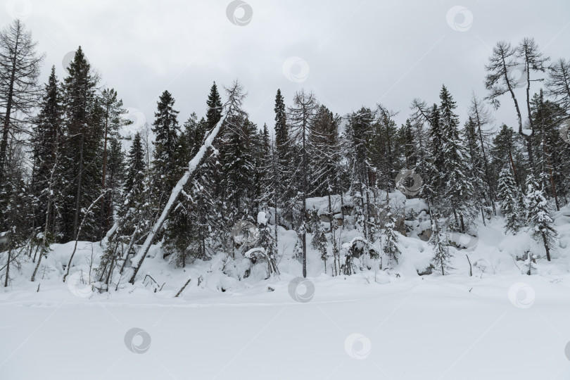 Скачать Заснеженный лес на Русском севере фотосток Ozero