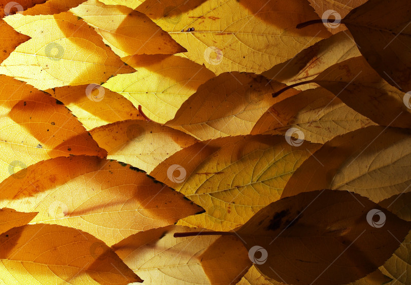 Скачать Опавшие осенние листья деревьев на свету. Фоновое фото. Текстура листьев. фотосток Ozero