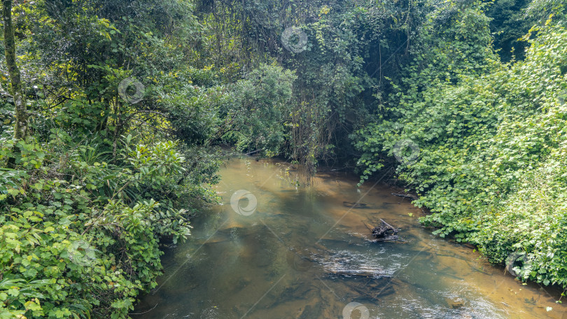 Скачать Спокойная неглубокая река петляет сквозь заросли тропического леса. фотосток Ozero