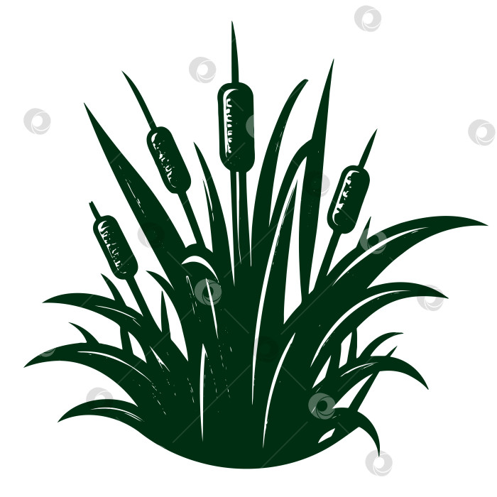 Скачать эскиз зеленого тростника в винтажном стиле. Элемент векторной ретро-иллюстрации. фотосток Ozero