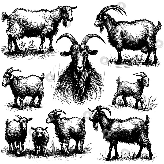 Скачать Эскиз козы, нарисованный от руки. Домашний скот. Пасущиеся животные. фотосток Ozero