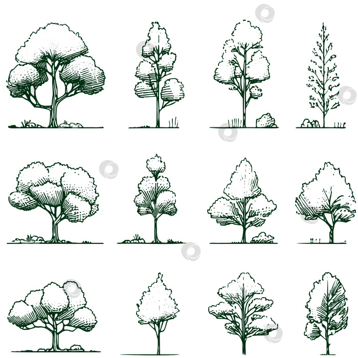Скачать Набор нарисованных от руки эскизов дерева архитектора. Идеально подходит для архитектурной иллюстрации фотосток Ozero