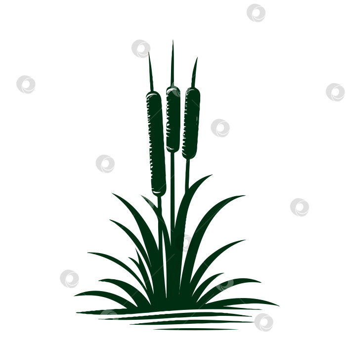 Скачать эскиз зеленого тростника в винтажном стиле. Элемент векторной ретро-иллюстрации. фотосток Ozero