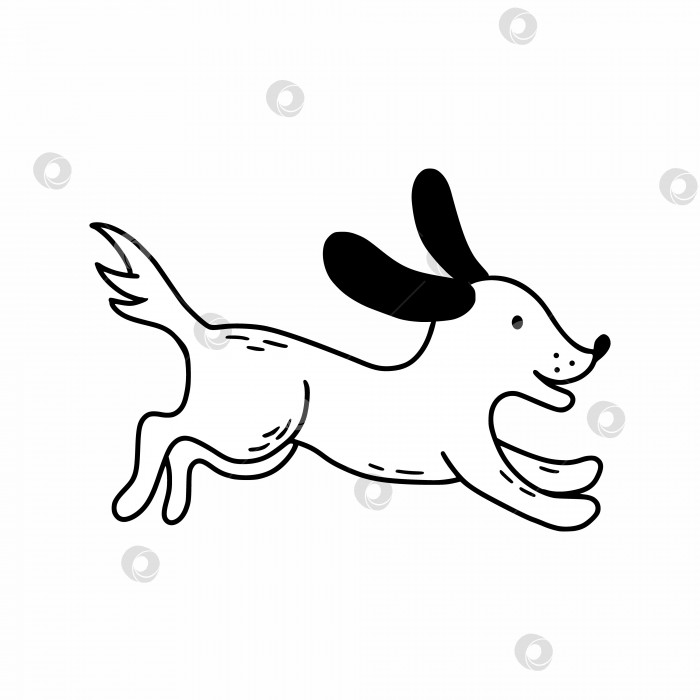 Скачать Милый щенок в стиле каракулей. Собака с длинными ушами бежит. Книжка-раскраска для детей. фотосток Ozero