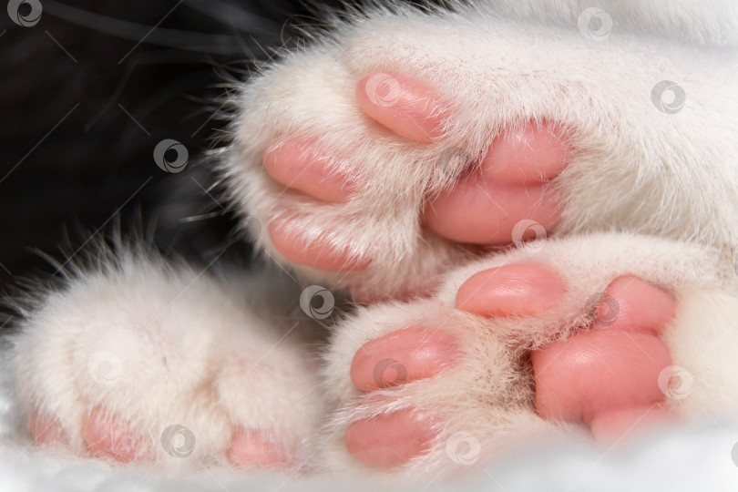 Скачать Крупный план кошачьих лап с розовыми подушечками. фотосток Ozero