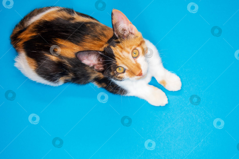 Скачать Трехцветный котенок лежит на синем фоне и смотрит в камеру, вид сверху фотосток Ozero