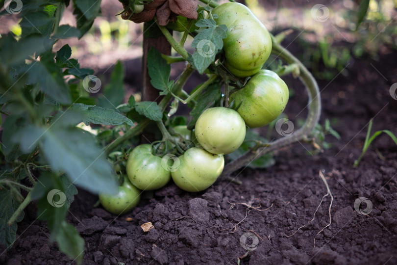 Скачать Сбор урожая красных помидоров в саду фотосток Ozero