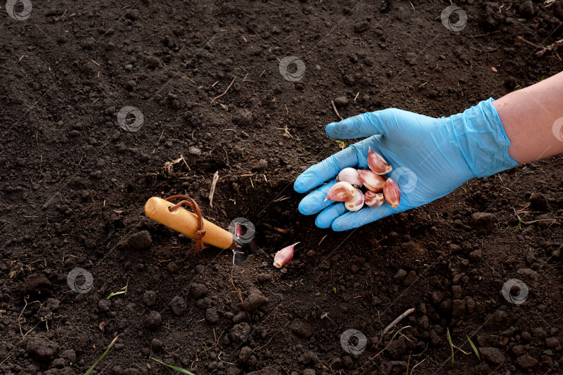 Скачать Женщина, сажающая зубчики чеснока в плодородную почву, крупным планом фотосток Ozero