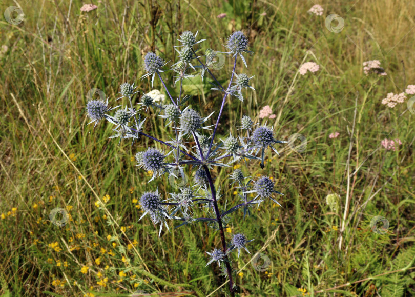 Скачать Эрингиум плоский (лат.Eryngium planum) - дикорастущее лекарственное растение фотосток Ozero