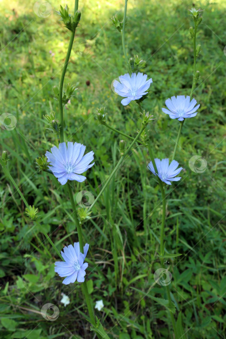 Скачать Цветы цикория (лат.Cichorium intybus) на лесной поляне фотосток Ozero