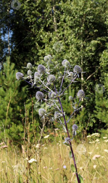 Скачать Эрингиум плоский (лат.Eryngium planum) - лекарственное растение фотосток Ozero