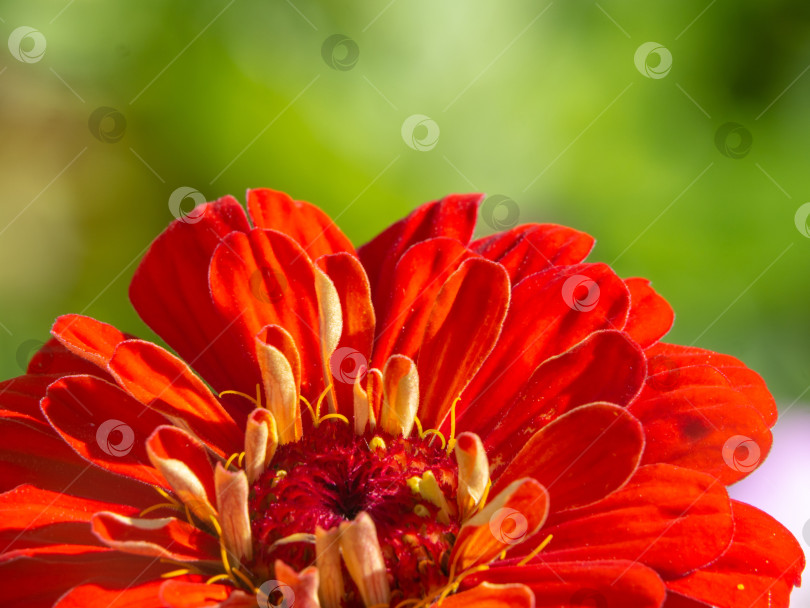 Скачать Яркий красный цветок циннии крупным планом на зеленом фоне. Красивый цветочный фон для дизайна. Крупный красный цветок с элегантными лепестками - макрофото, сделанное в солнечном летнем саду фотосток Ozero