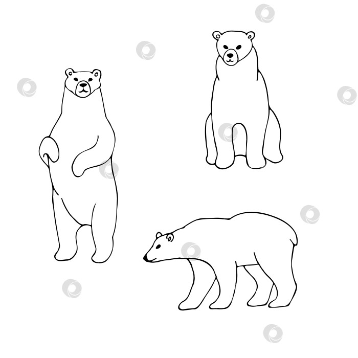 Скачать три белых медведя фотосток Ozero