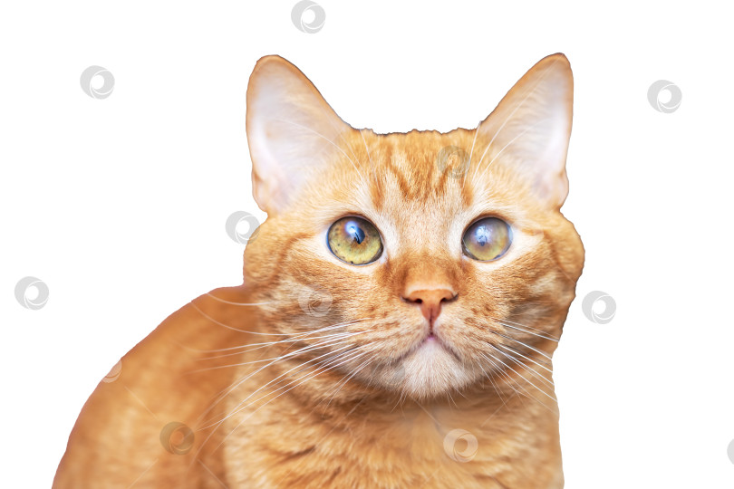 Скачать Портрет большого рыжего кота крупным планом, выделенный на белом фоне фотосток Ozero