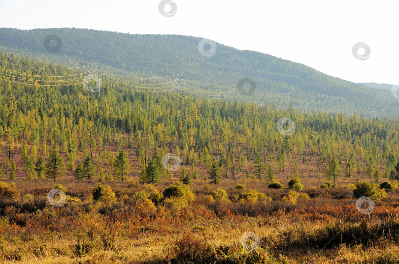 Скачать Горная тундра ранней осенью, карликовые сосны на склоне высокого холма. фотосток Ozero