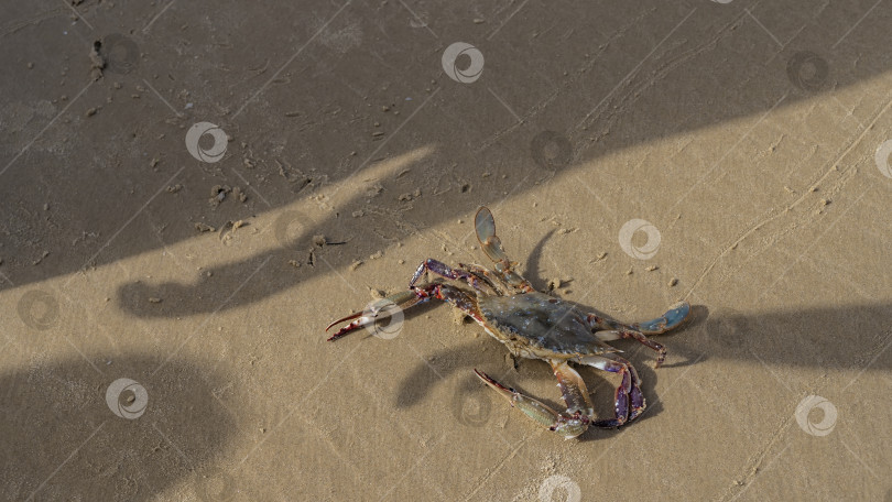 Скачать Только что пойманный морской краб сидит на песке. фотосток Ozero
