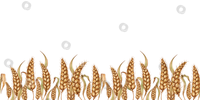 Скачать Рисунок горизонтальными спелыми колосьями пшеницы акварелью фотосток Ozero