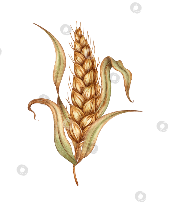 Скачать Пшеница с листьями акварелью фотосток Ozero