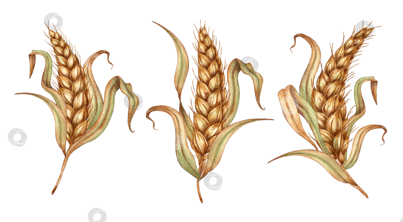 Скачать Набор колосьев пшеницы с сухими листьями акварелью фотосток Ozero