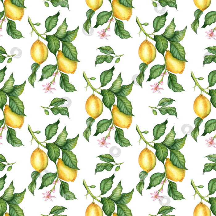 Скачать Акварель с изображением спелых лимонов и зеленых листьев фотосток Ozero