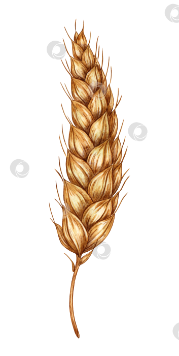Скачать Колос пшеницы акварелью фотосток Ozero