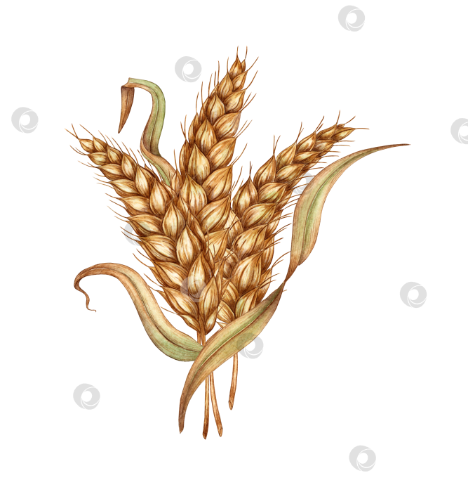 Скачать Пучок пшеничных колосьев акварелью фотосток Ozero