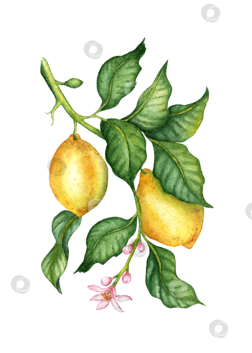 Скачать Два лимонных цветка и листья акварелью фотосток Ozero