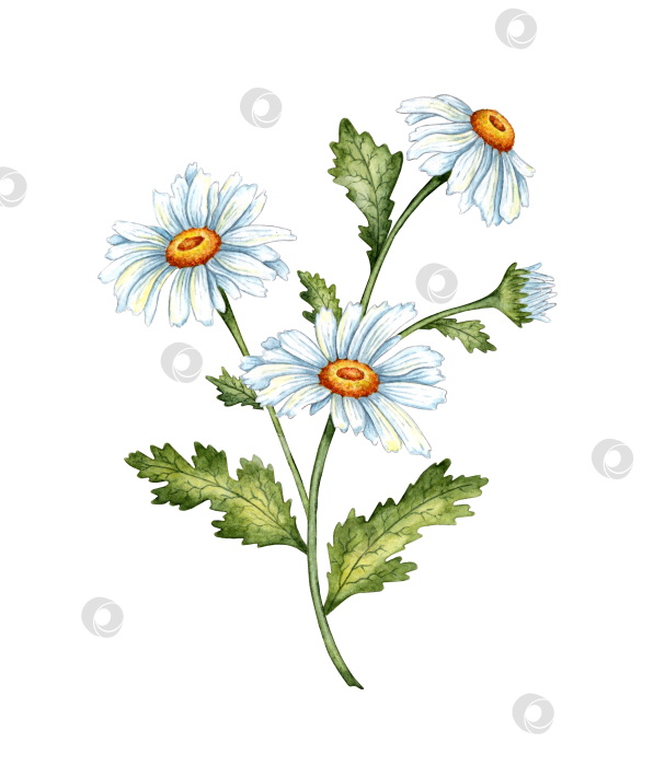 Скачать Веточка из трех цветков ромашки акварельная фотосток Ozero