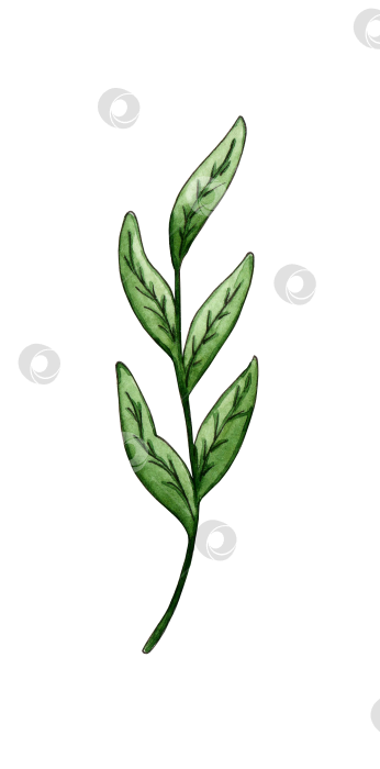 Скачать Зеленая веточка с акварельными листьями фотосток Ozero
