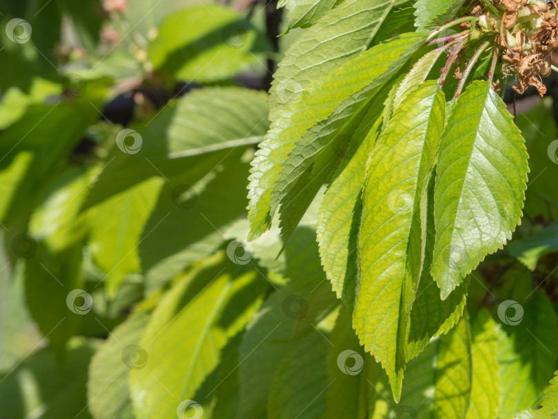 Скачать Естественный зеленый фон. Сочные зеленые листья в солнечном свете весеннего сада фотосток Ozero