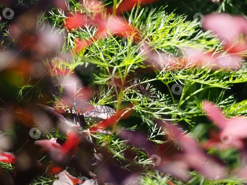 Скачать Абстрактный естественный расфокусированный фон зеленой и фиолетовой листвы растений фотосток Ozero