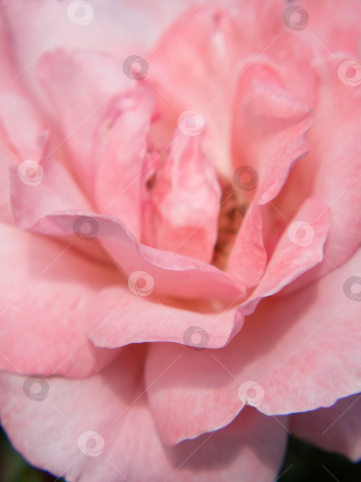 Скачать Макросъемка бледно-розового цветка розы. Мягкое изображение, выборочный фокус. Романтический фон фотосток Ozero