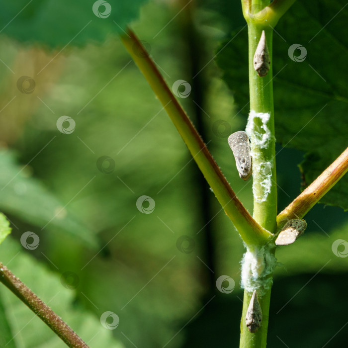 Скачать Цитрусовый плосколистник (Metcalfa pruinosa), сидящий на стебле Clerodendrum bungei.  Metcalfa pruinosa, цитрусовая плоскокрылка - вид насекомых из семейства плоскокрылых (Flatidae). фотосток Ozero