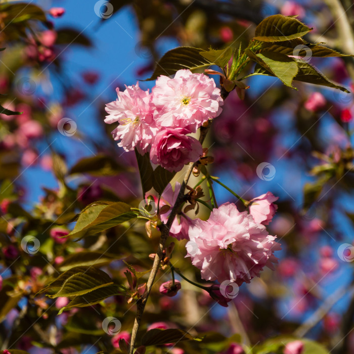 Скачать Веточка чернослива Канзан (Prunus serrulata) с розовыми цветами в весеннем саду. Цветы японской вишни в качестве фона для обоев. Выборочный фокус фотосток Ozero